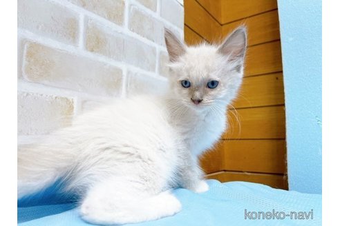 成約済の東京都のラグドール-58094の5枚目