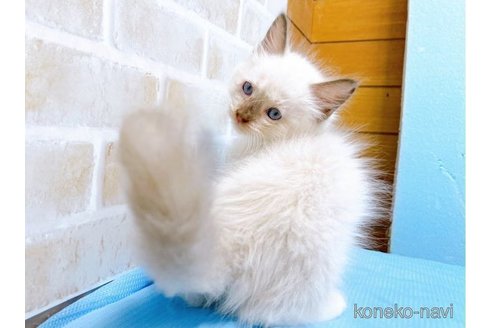 成約済の東京都のラグドール-58097の9枚目