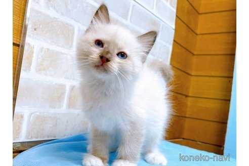 成約済の東京都のラグドール-58097の5枚目