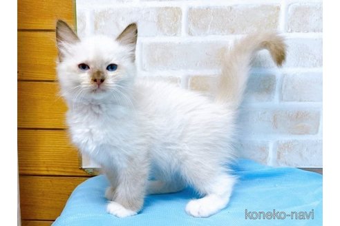 成約済の東京都のラグドール-58097の6枚目