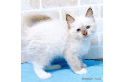 成約済の東京都のラグドール-58097の7枚目