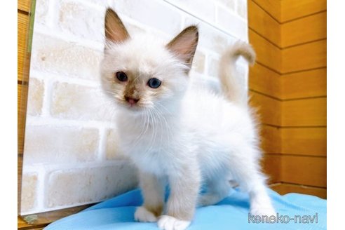 成約済の東京都のラグドール-58097の8枚目