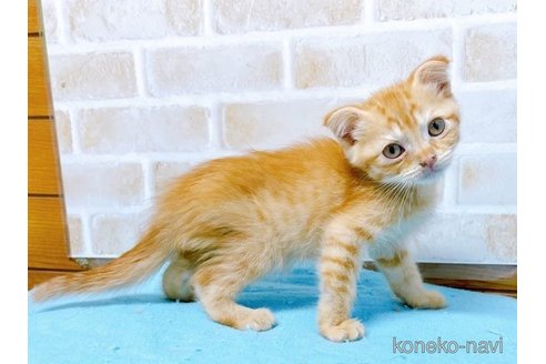 成約済の東京都のスコティッシュフォールド(折れ耳)-58098の5枚目