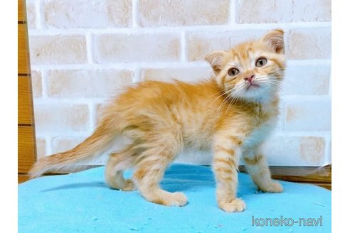 成約済の東京都のスコティッシュフォールド(折れ耳)-58098の2枚目