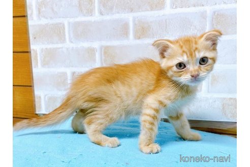 成約済の東京都のスコティッシュフォールド(折れ耳)-58098の3枚目