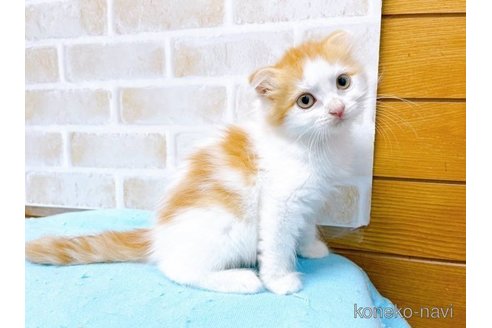 成約済の東京都のスコティッシュフォールド(折れ耳)-58101の2枚目