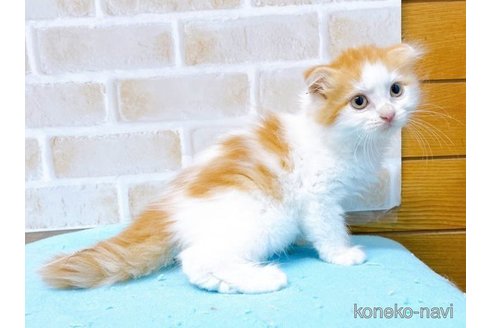 成約済の東京都のスコティッシュフォールド(折れ耳)-58101の3枚目