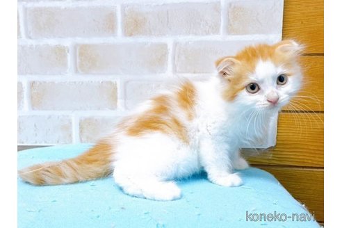 成約済の東京都のスコティッシュフォールド(折れ耳)-58101の5枚目