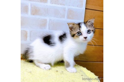 成約済の東京都のスコティッシュフォールド(折れ耳)-58103の2枚目