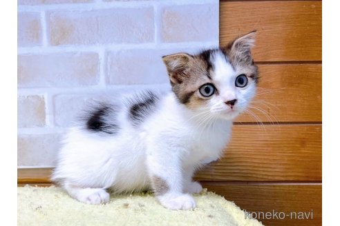 成約済の東京都のスコティッシュフォールド(折れ耳)-58103の1枚目