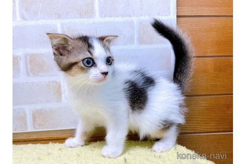 成約済の東京都のスコティッシュフォールド(折れ耳)-58103の3枚目