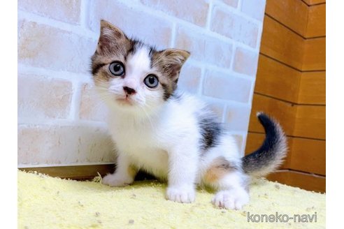 成約済の東京都のスコティッシュフォールド(折れ耳)-58103の4枚目