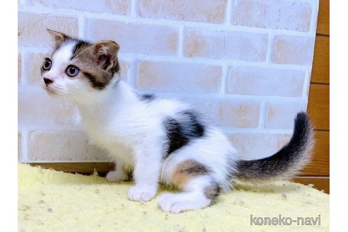 成約済の東京都のスコティッシュフォールド(折れ耳)-58103の5枚目
