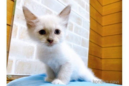 成約済の東京都のラグドール-58106の6枚目