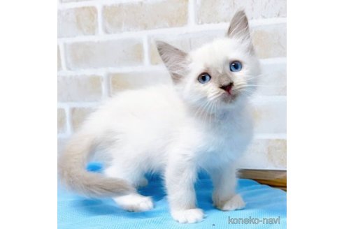 成約済の東京都のラグドール-58106の7枚目