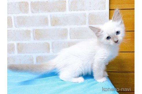 成約済の東京都のラグドール-58106の5枚目