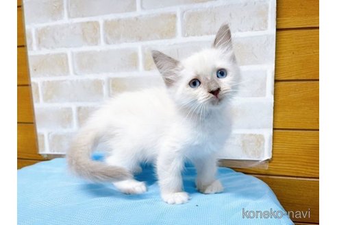 成約済の東京都のラグドール-58106の8枚目