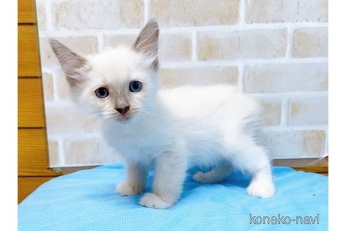 成約済の東京都のラグドール-58106の9枚目