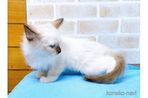 成約済の東京都のラグドール-58107の4枚目