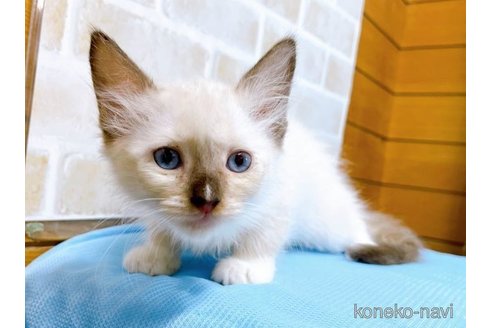 成約済の東京都のラグドール-58107の5枚目