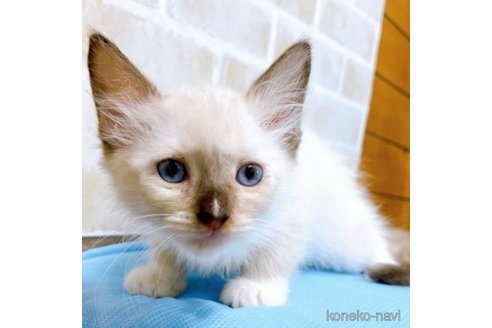 成約済の東京都のラグドール-58107の6枚目