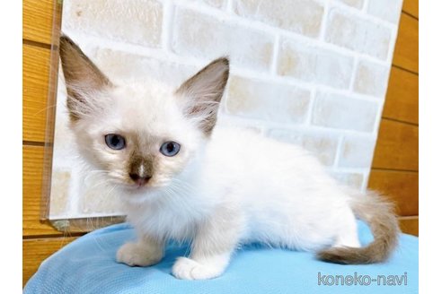 成約済の東京都のラグドール-58107の8枚目