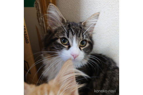 成約済の埼玉県のノルウェージャンフォレストキャット-50993の5枚目