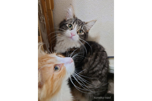 成約済の埼玉県のノルウェージャンフォレストキャット-50993の4枚目