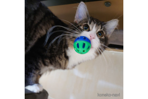 成約済の埼玉県のノルウェージャンフォレストキャット-50993の2枚目