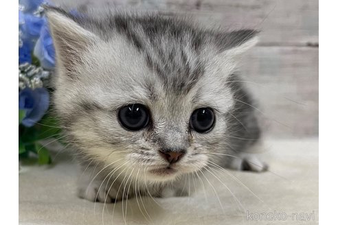 成約済の山梨県のマンチカン(短足)-58190の2枚目