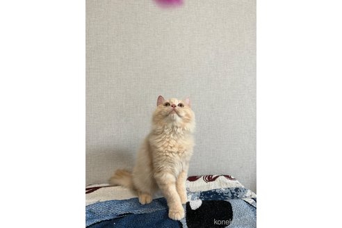 成約済の大阪府のサイベリアン-52915の3枚目