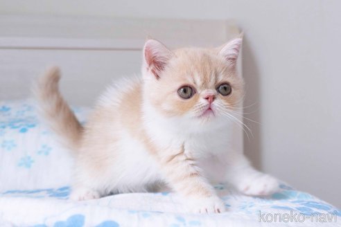成約済の東京都のエキゾチックショートヘア-56862の8枚目