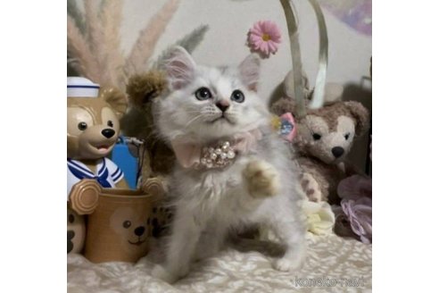 成約済の千葉県のスコティッシュフォールド-58277の2枚目