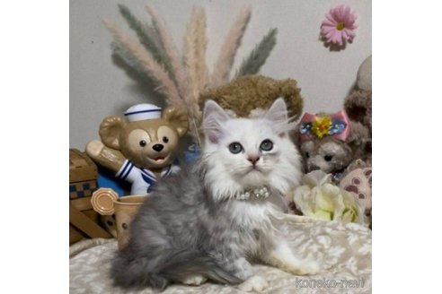 成約済の千葉県のスコティッシュフォールド-58279