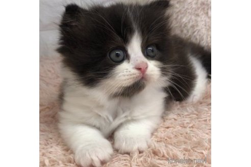 成約済の埼玉県のスコティッシュフォールド-58297の9枚目