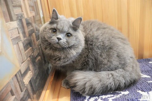 成約済の大阪府のブリティッシュショートヘア-41711の5枚目