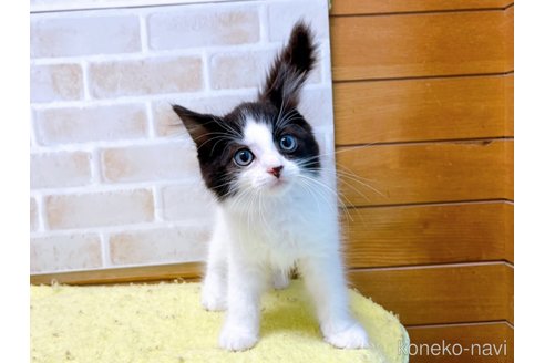 成約済の東京都のスコティッシュフォールド-58443の1枚目