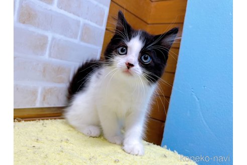 成約済の東京都のスコティッシュフォールド-58443の5枚目