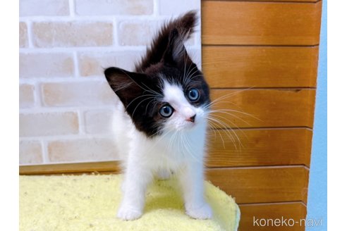 成約済の東京都のスコティッシュフォールド-58443の6枚目