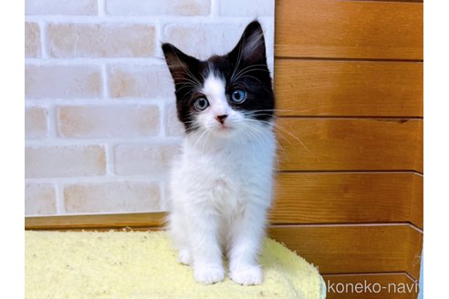 成約済の東京都のスコティッシュフォールド-58443の7枚目