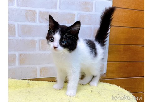 成約済の東京都のスコティッシュフォールド-58443の2枚目