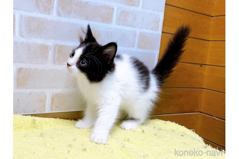 成約済の東京都のスコティッシュフォールド-58443の3枚目