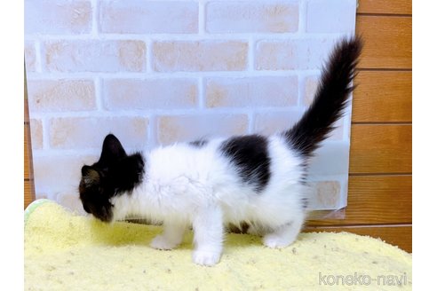 成約済の東京都のスコティッシュフォールド-58443の4枚目