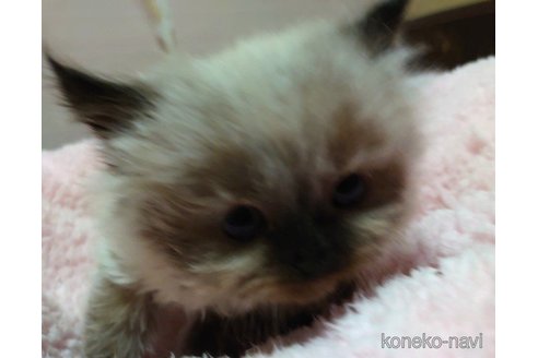 成約済の愛知県のヒマラヤン-58511の3枚目