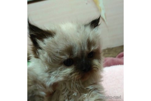 成約済の愛知県のヒマラヤン-58511の1枚目