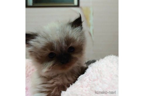 成約済の愛知県のヒマラヤン-58511の4枚目