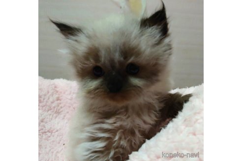 成約済の愛知県のヒマラヤン-58511の5枚目