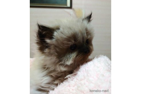 成約済の愛知県のヒマラヤン-58511の2枚目