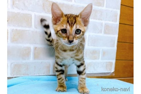 成約済の東京都のトイガー-58513の8枚目