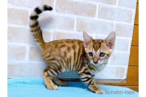 成約済の東京都のトイガー-58513の9枚目